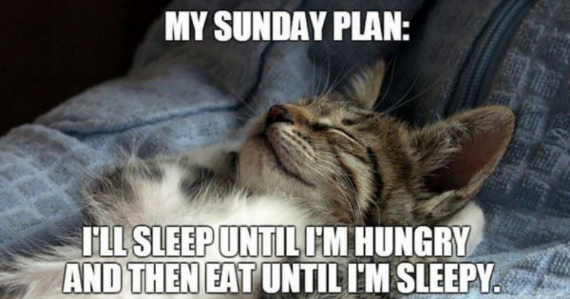 StefThatGirl's tweet photo. #SundayThoughts #SundayFunday #SundayMotivation #😂 #sleepmotivation #sleeping #sleep #Sleepyhead #CatsOnTwitter #catsrule #hungry #timetoeat #whatsforbreakfast https://t.co/5Oa00HaZQK
