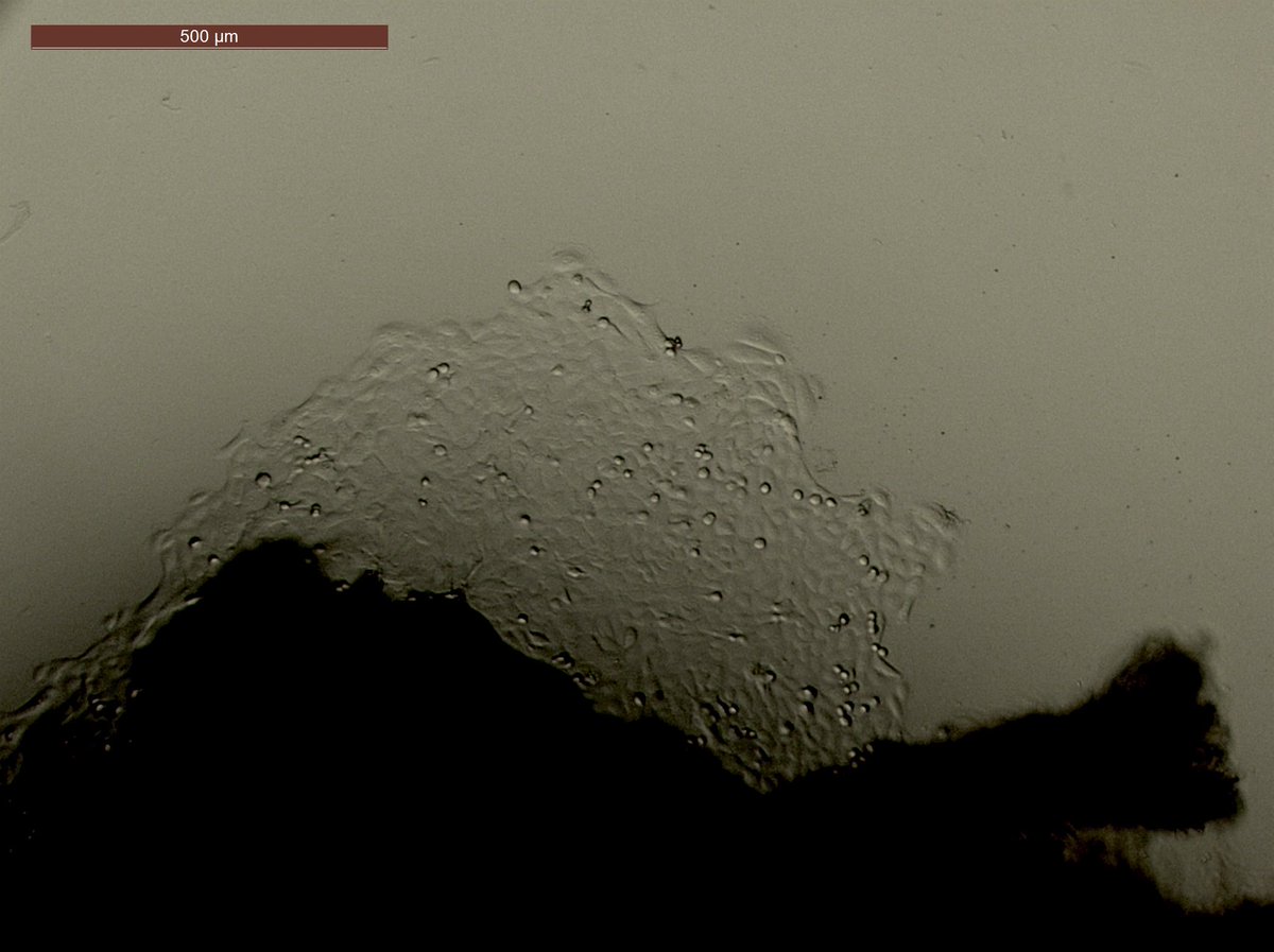 Islam_Saadeldin's tweet image. نمو خلايا فيبروبلاست جلد الإبل من جمل تم ذبحه و تبريد نسيج الجلد لمدة 36 ساعة
Primary culture of camel fibroblast from skin tissue preserved in the fridge for 36 h postmortem
An essential step for genome preservation of accidentally dead camels through #cloning and #transgenesis