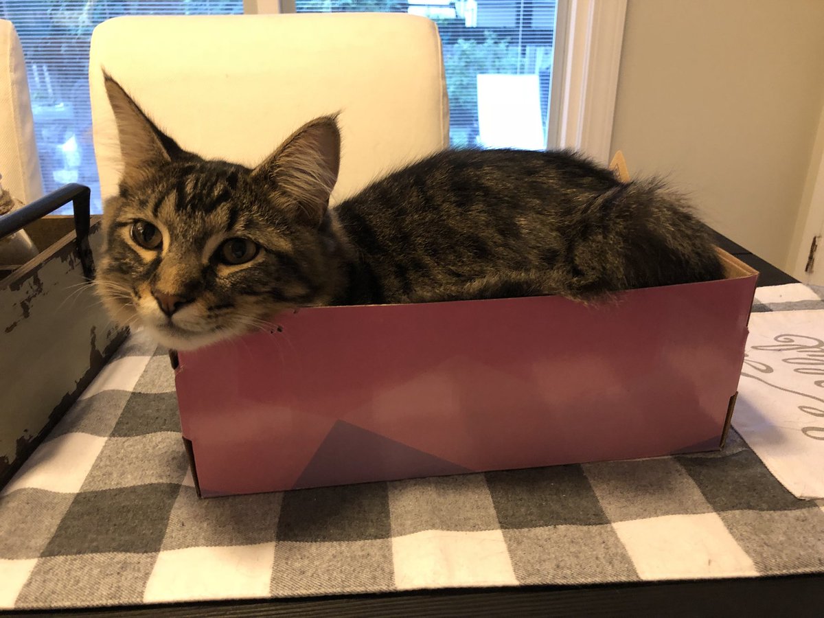 michelelramsey's tweet photo. If it fits it sits...or lays down. Barely got the shoes out of the box. #kittensrock https://t.co/fOKS0Zq3hl