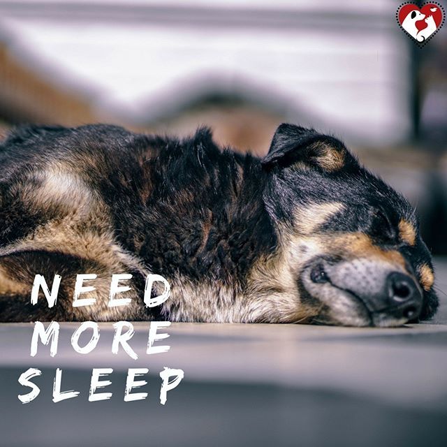 PetsLoversClub's tweet photo. Need more sleep? You have Sunday to do it!
🐶😊❤ #leash #collar #seatbelt #dogleashes #dogcollars #dogs #dogstagram #dogseatbelt #dogsofinstagram #puppiesofinstagram #puppystagrams #puppycraze #puppies #instadog #instadogs #love #petsloversclub #dogpho… https://t.co/Xp8mfOlYzp https://t.co/rbcaUTNAdi