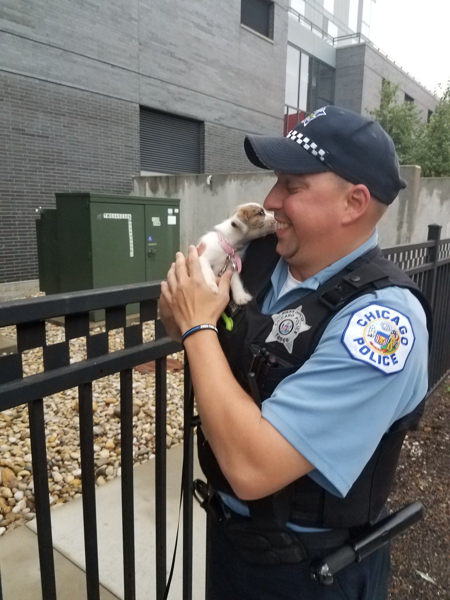 ChicagoCAPS18's tweet photo. Welcome our newest K9 buddy to the Near North district, Mika! She's a Cutie! #TuffPup #K9Love #PositiveCommunityInteraction https://t.co/VhUDPgMdBO