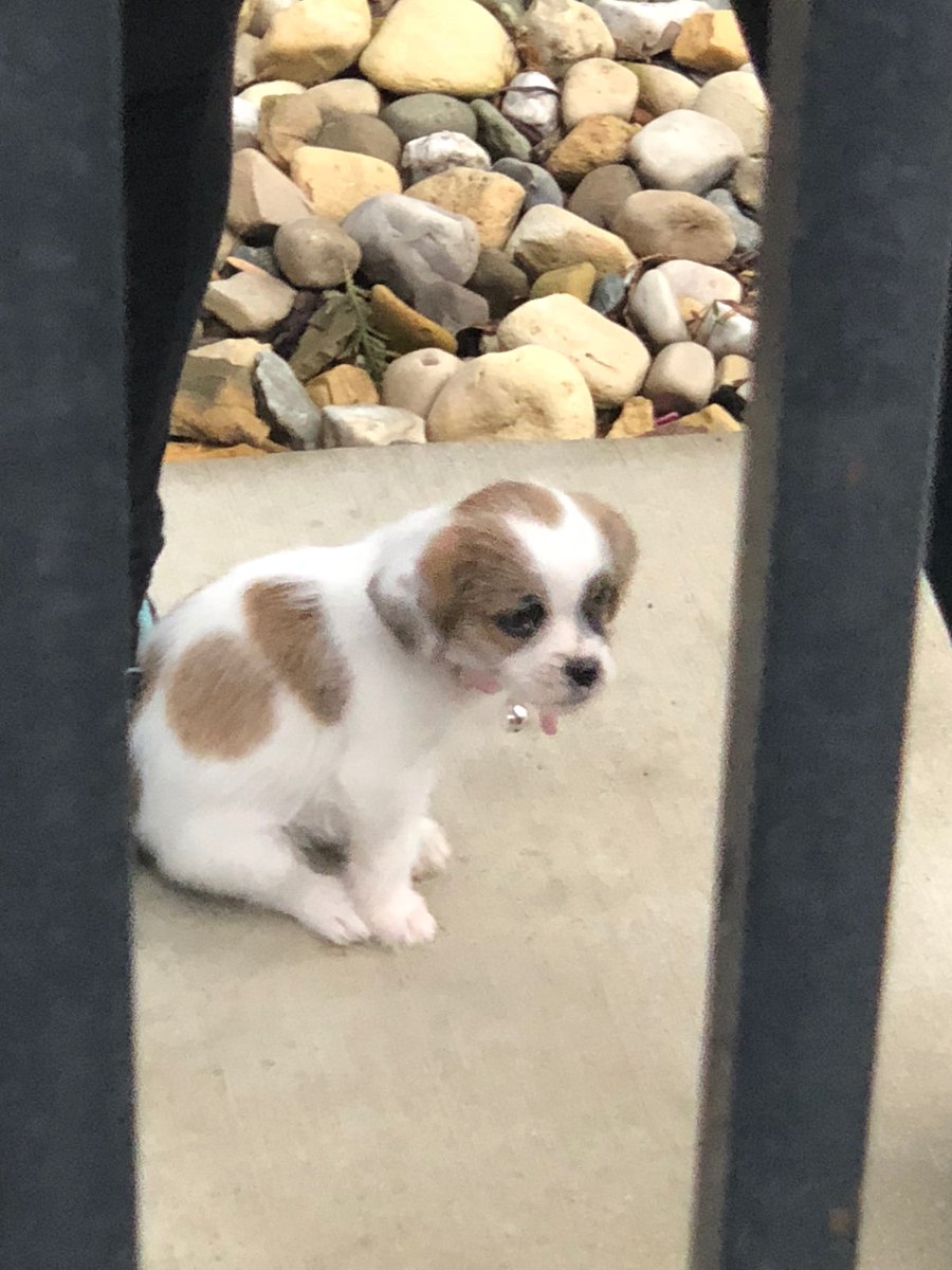 Welcome our newest K9 buddy to the Near North district, Mika! She's a Cutie! #TuffPup #K9Love #PositiveCommunityInteraction