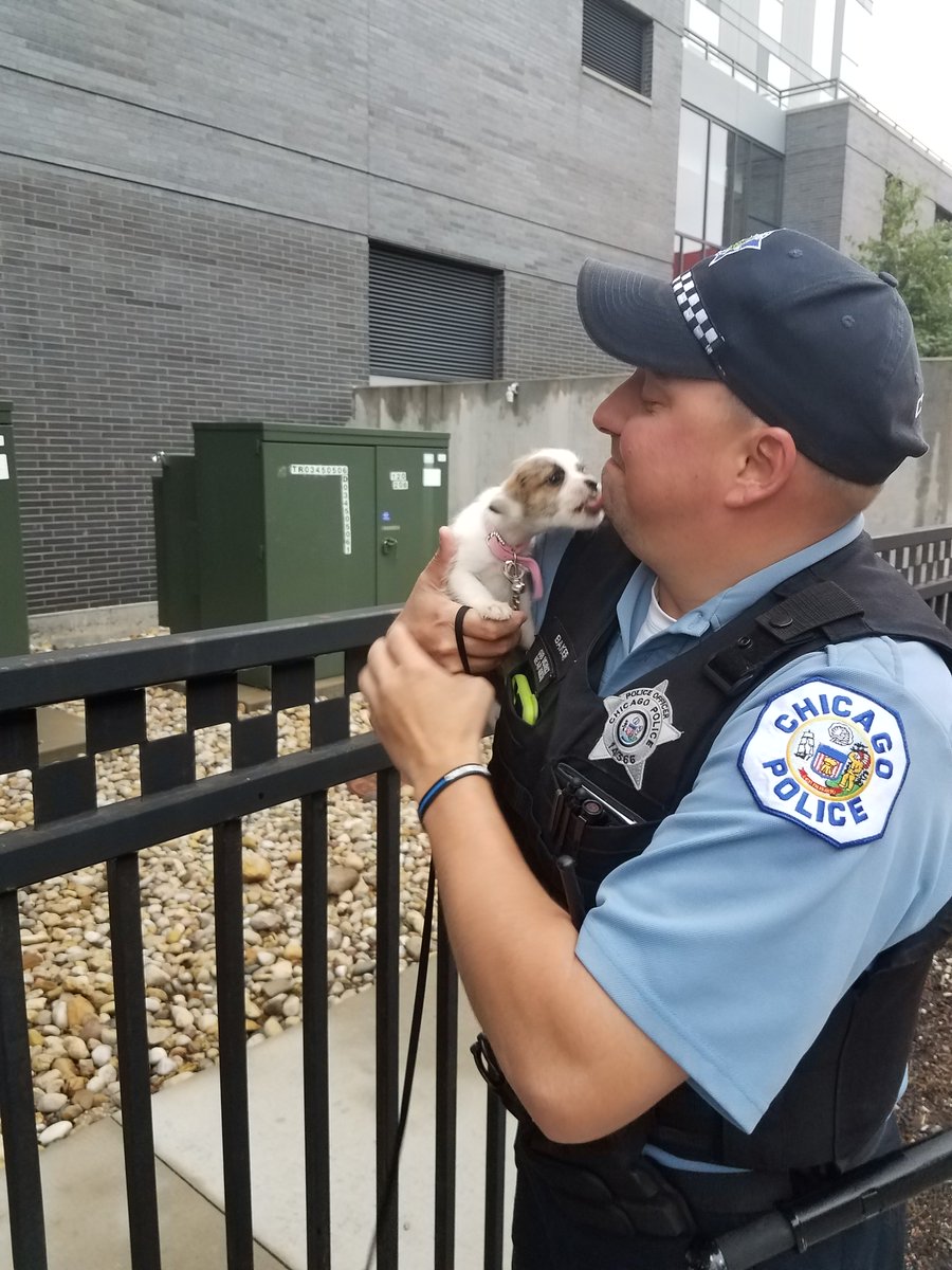 ChicagoCAPS18's tweet photo. Welcome our newest K9 buddy to the Near North district, Mika! She's a Cutie! #TuffPup #K9Love #PositiveCommunityInteraction https://t.co/VhUDPgMdBO