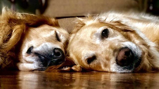 HamptnRetrievrs's tweet photo. Sunday morning mood
🐾
#lazysunday #ruffweekend #cozy #snuggles #sotired #rescuedog #goldenretriever #eastquogue #hamptons #hamptonsdog #dogsofthehamptons #bestwoof #dailyfluff #gloriousgoldens #weeklyfluff #rescuedogsofinstagram #goldensofinstagram #… https://t.co/X2PymAsX5E https://t.co/ZHWLoY9Fg4