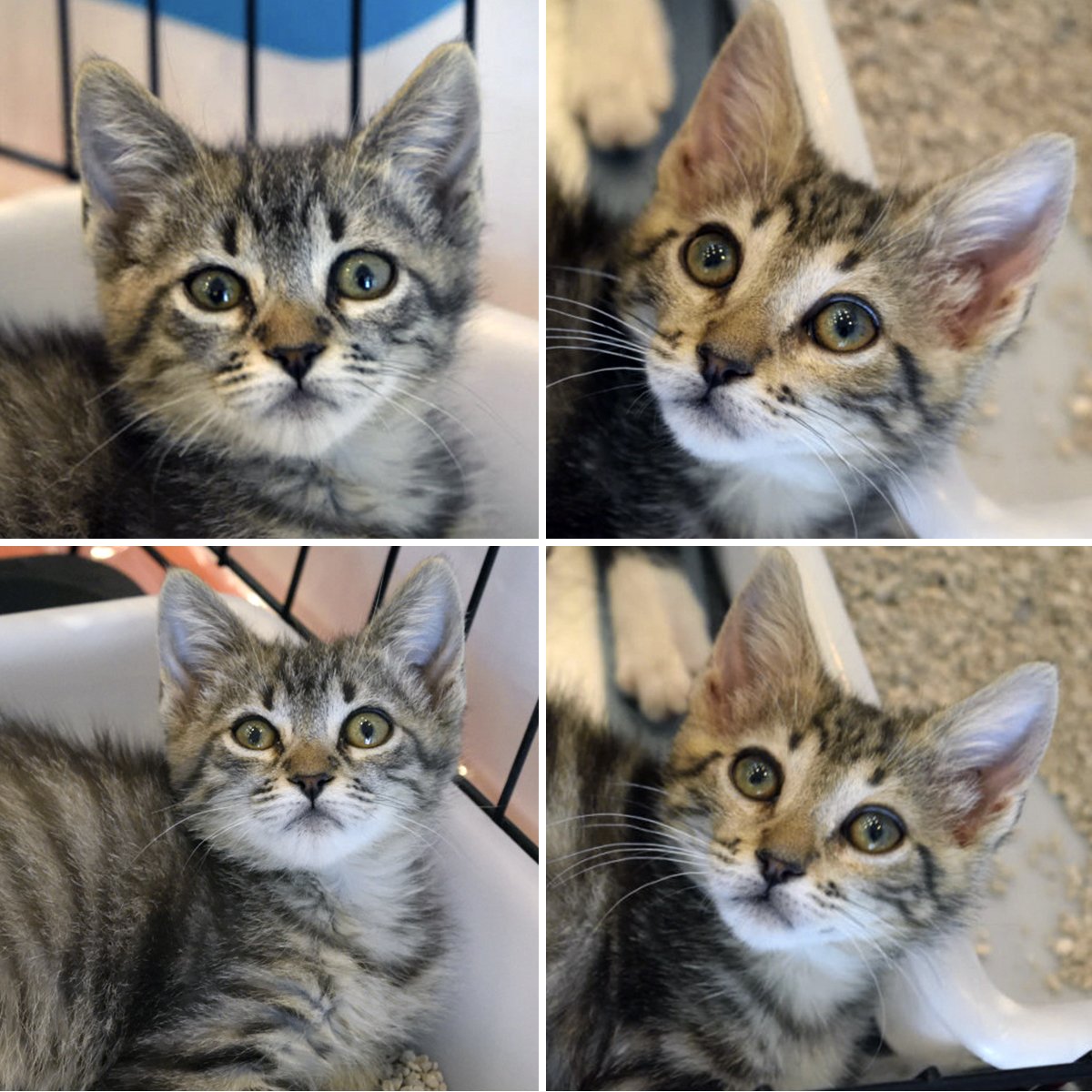 FaunaenCasa's tweet photo. Yenix y Yarax 🐱🐱 hermanitas atigradas que aparecieron en una colonia de #RivasVaciamadrid y a las que hay que encontrarles un hogar. Son muy cariñosas, siempre quieren estar encima y que les mimes. #Adopta en @Rivanimal en #Madrid más información en https://t.co/vc8GSuFxTC https://t.co/zmQ2hcvcOf