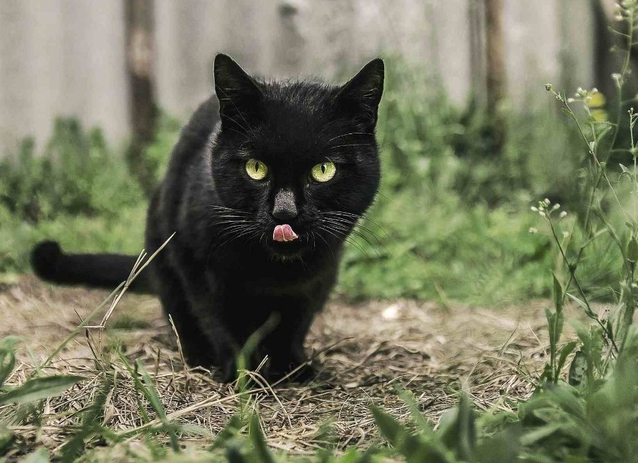 victorjhernandz's tweet photo. Me cuenta un observador de aves que vio una pantera negra. Uno de los que ven todas las rarezas ornitológicas habidas y por haber... cuando van solos. #GrandesVerdadesDeLaObservaciónDeAves #DíadelasAves #ObservarAves #birding #depajareo https://t.co/L3B0TQIHex