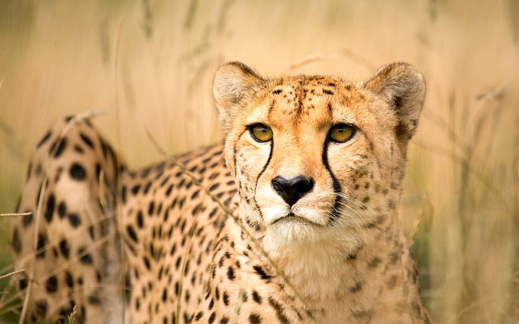 Cheetah Law: Never show signs of fatigue or frustration on the sideline or football field. There’s always someone watching you’re behavior or body language for signs of weakness. This is viewed as an invitation to attack and exploit. #Ap2w