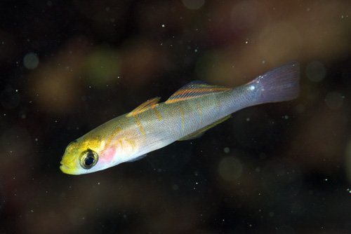 DrXaverius's tweet photo. Recordatorio de que el emperador de Japón es un biólogo marino que sigue publicando cosas con frecuencia. Aquí https://t.co/26OOOgczmq sobre la genética de la especiación de peces gobios https://t.co/WaZL8b5bxo