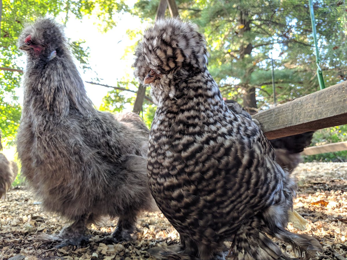 Mypetchickencom On Twitter Mr Harold Lovie And Mrs Lovie