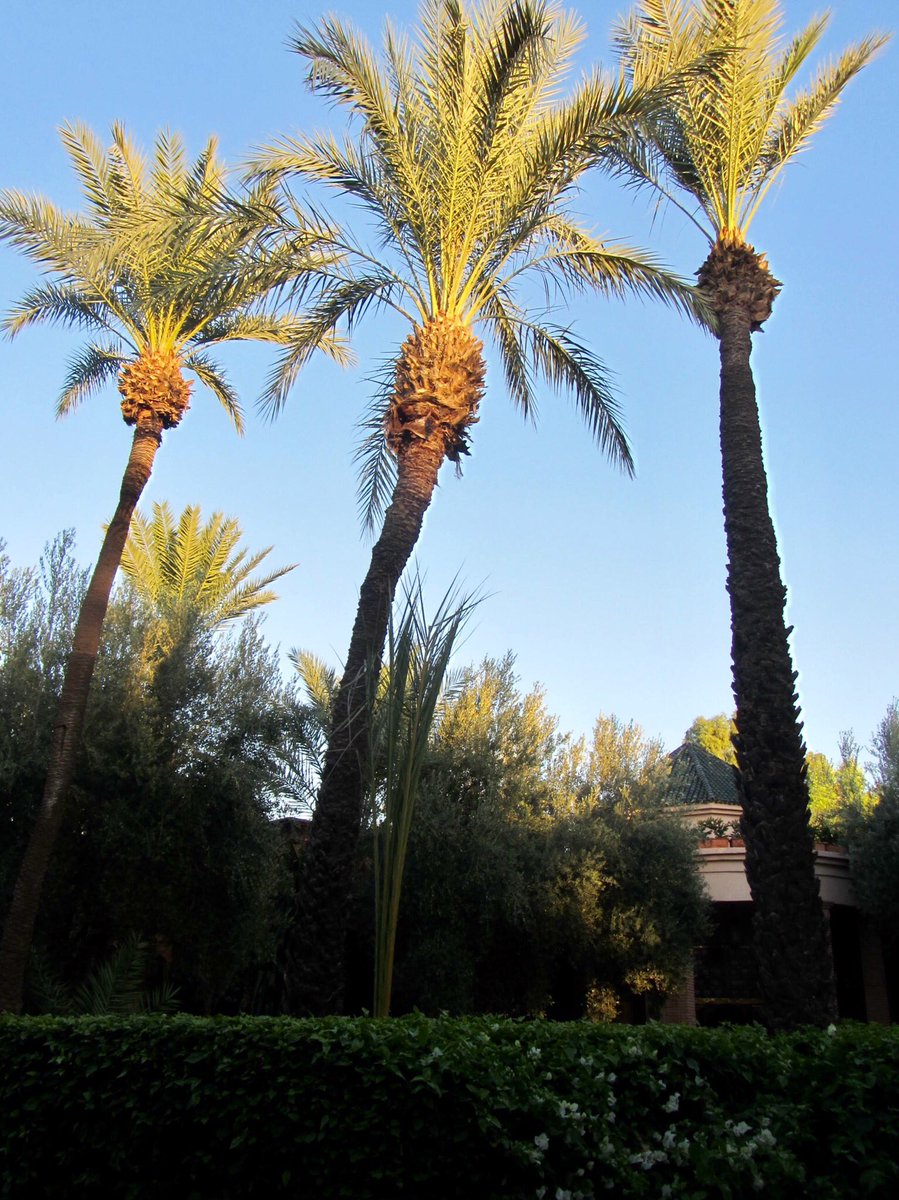 DarZemora's tweet photo. Welcome to @darzemora #marrakech #boutiquehotel #relax #hot #wintersun #morocco #luxury #luxurytravel #paradise #clearblueskies #travel #hotel #sunshine #weloveourguests 🌹 info@Darzemora.com 🌹 https://t.co/vE0b8KefUj https://t.co/exbNdyaQ7a