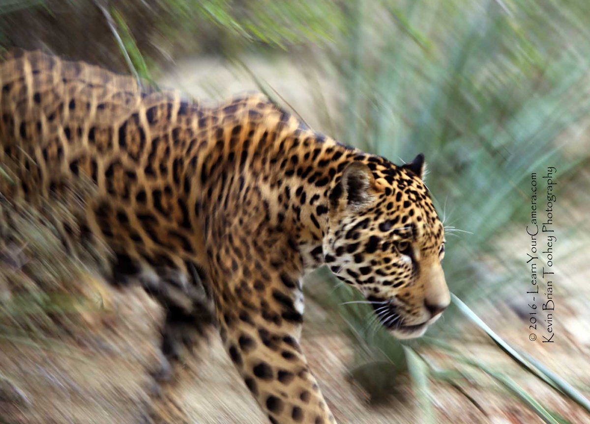Kevin_Toohey's tweet photo. SMALL group #digitalcamera #class coming to the #LivingDesert soon! Visit my website &amp; send an email for the details! https://t.co/Rqx8jdwExv #PhotoClass #PalmDesert #PalmSprings #CoachellaValley #WildAnimals #PhotographAnimals #PhotoWorkshop #LaQuinta #Indio #Photoshoot #Photos https://t.co/ssv2E0E4v2