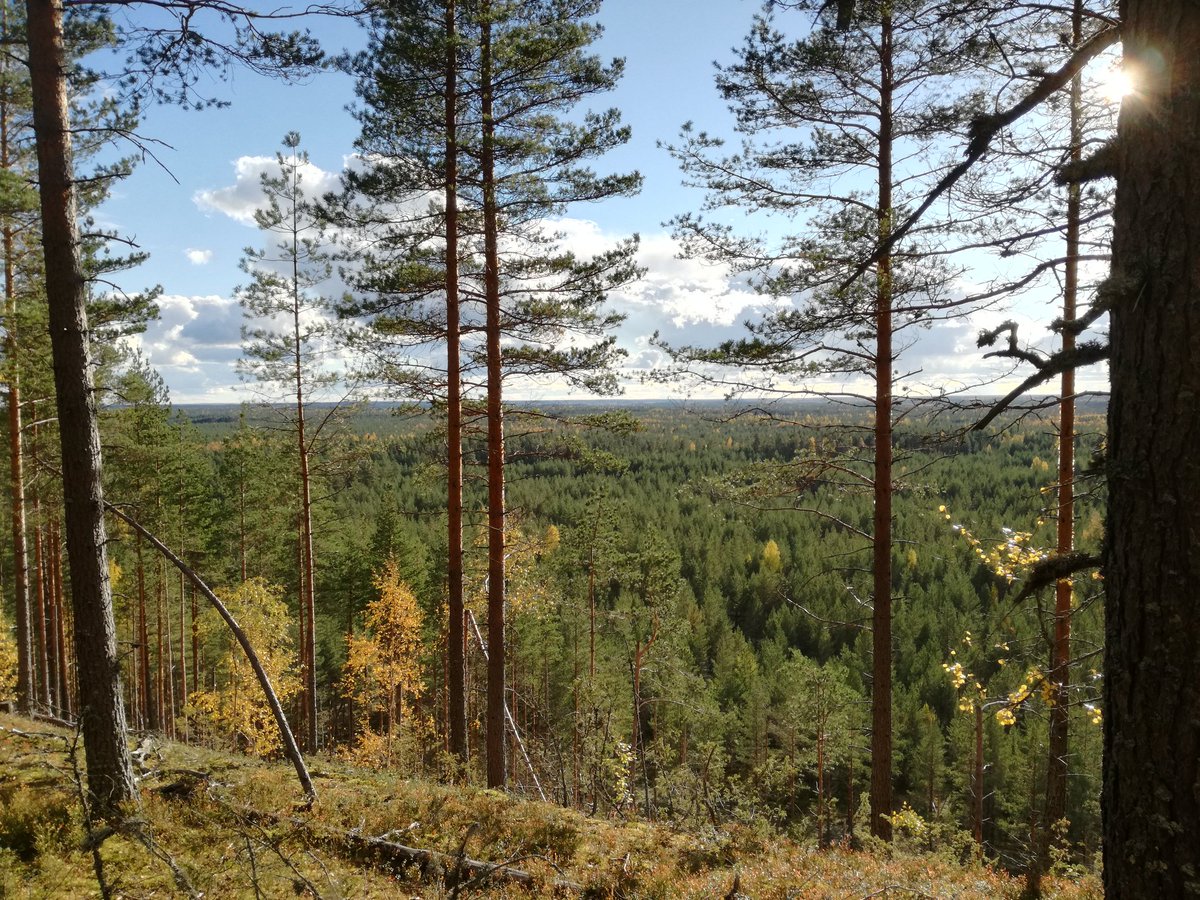 anna_kivela's tweet photo. #ikaalinen #vatulanharju #luonto #syksy #maisema #metsä #akutlatautuu #taasjaksaa #elämänturvaajat https://t.co/aH8DJDx23N