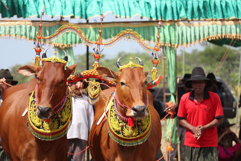 PulauMadura's tweet photo. Ini adalah Sapi Sonok yang dirias cantik.. #PesonaKemilauMadura https://t.co/5LBZzPRKTQ