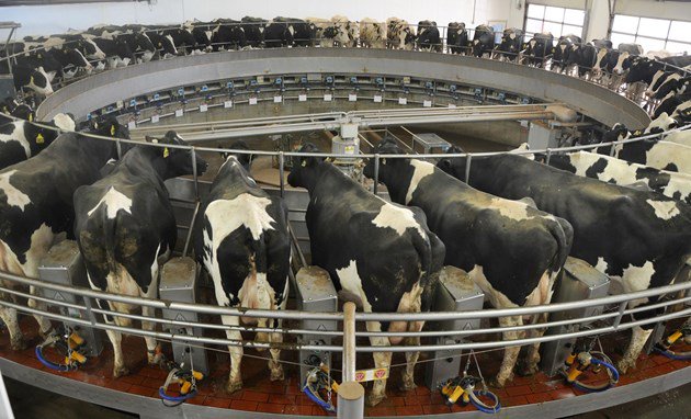 TheUrbanCowboy's tweet photo. Celebrating #Thanksgiving in #Canada on the second Monday of October is part of our culture. Supply management is part of our culture. Changes to a country's culture are hard to swallow. Here's why the #USMCA is about more than money https://t.co/VN9fPJAQBa #supplymanagement https://t.co/Me05mRaRNi