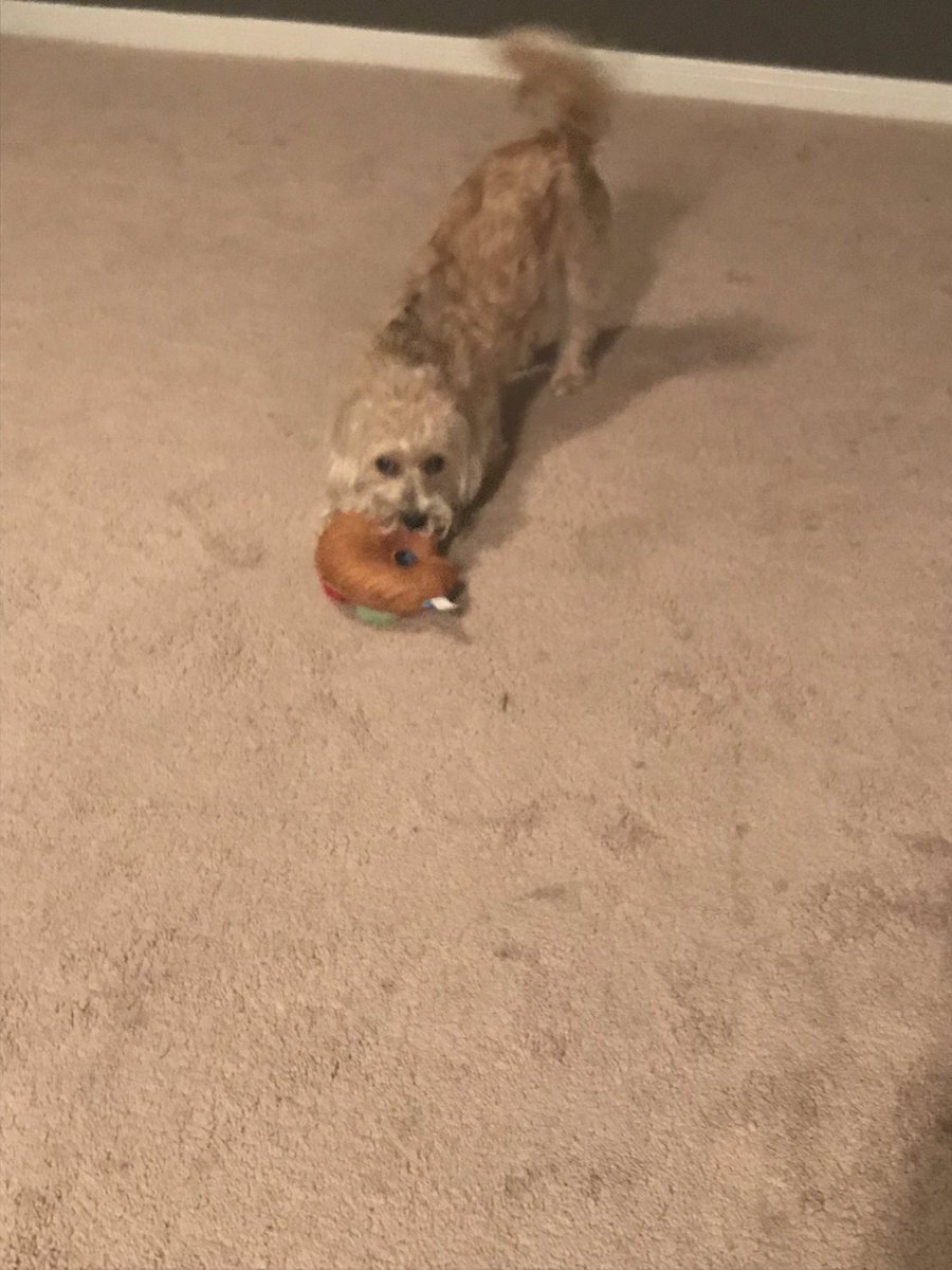 Ms_Ninas_Class1's tweet photo. barkboxinfluenster #complimentary #contest #barkbox @Influenster https://t.co/DBcCmKXYrv