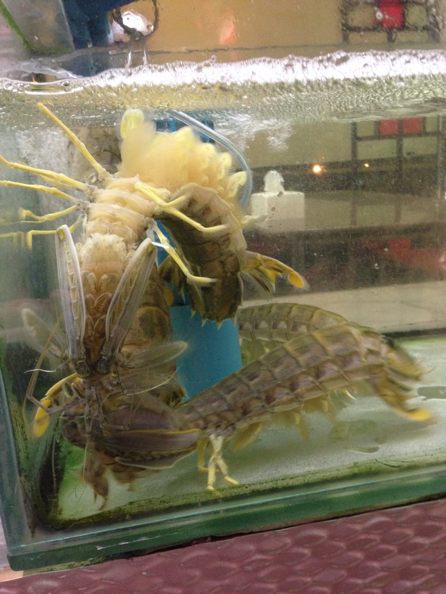 Reyher_UofBVet's tweet photo. River prawn dances just for @MutantBug @WillHGaze... #loveThailand #hereforwork https://t.co/UCwWn7TJos