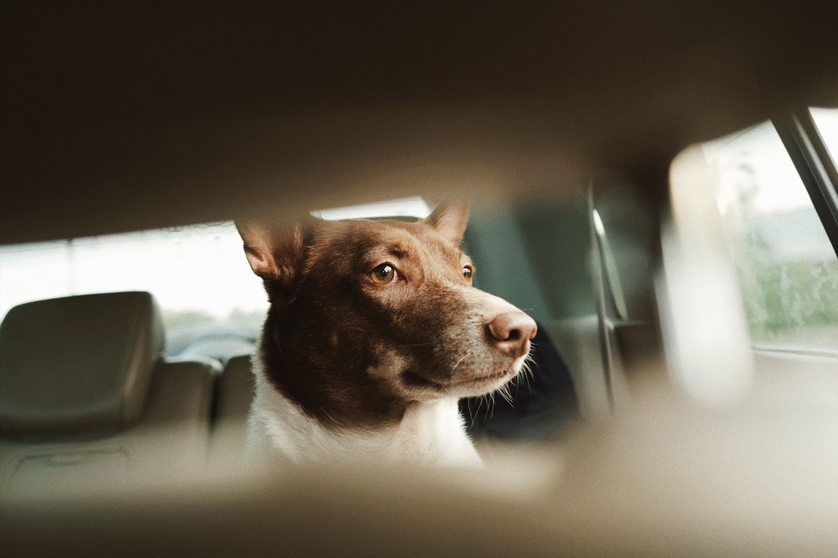 GlutaStory's tweet image. ถ้าพาหมาเดินทางสักครั้ง
คุณจะรู้ถึงปรัชญาชีวิต ที่การเดินทางให้คุณไม่ได้
- เจอหมาตด ( หันไปมองแล้วมันจะหลบตา )
- เจอหมานั่งทับ
- เมื่อมันเจอหมาตัวอื่นมันจะกรี๊ด
- มันจะนั่งขวางแอร์คุณ
- มันจะนั่งเหมือนมันเป็นคุณนายและเราคือคนขับรถ
- ขนหมาติดเสื้อผ้า
- กระจกรถคุณจะเปื้อนรอยจมูกหมา