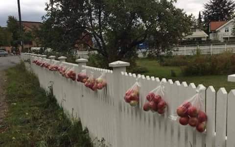 moesillo's tweet photo. Did you know that in Norway 🇳🇴, those with surplus fruit hang them on their fences for those in need. #Allweneedislove to #Endpoverty https://t.co/uJF1DbmVXg