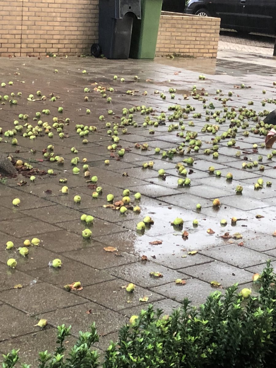 Bibilicious68's tweet photo. @haarlemmermeer Inmiddels 12 dagen geleden dat er is geveegd. Geen Meerlanden gezien helaas. Dit drukke doorgaande fiets- en voetpad naar winkelcentrum Toolenburg is wederom slecht begaanbaar. Fietsers rijden de appels stuk, kleine kinderen trappen ze plat. Na regen is het een grote glijpartij. https://t.co/MdooScpoEY