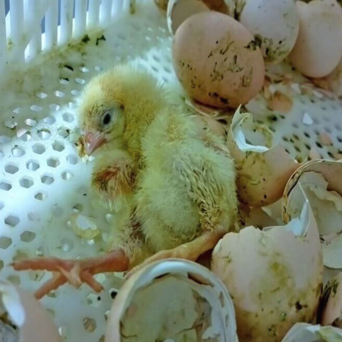 When you think of hens in the egg industry, have you thought about what happens to their brothers? Male chicks are KILLED because they are unable to lay eggs 💔

#WorldEggDay
#EggDay 🥚