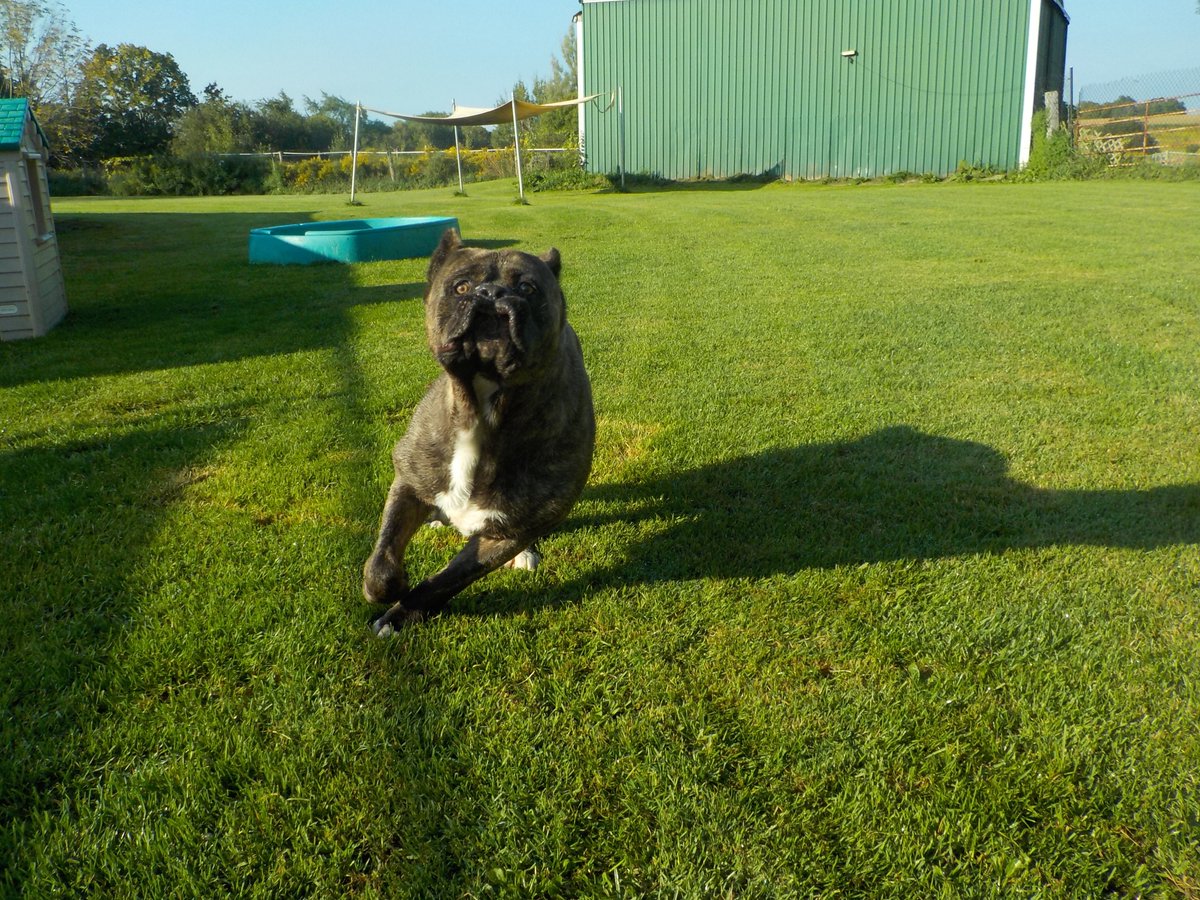 BrooklinPet's tweet photo. Here's a kiss! #Tyson #cancorso #doggiedaycare #brooklinpetcare #playtime #running https://t.co/0yeR0PMsG6
