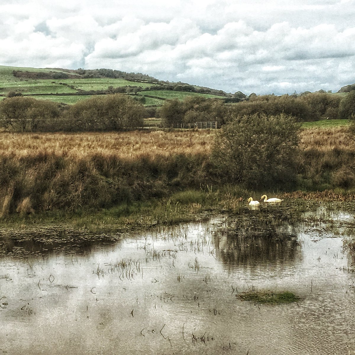 CwtCaron's tweet photo. Yr elyrch i’w gweld o’r Cwt heddiw. #hydref #areiorau

The swans from the Cwt today. #autmn #atitsbest https://t.co/4XLU9mwED8