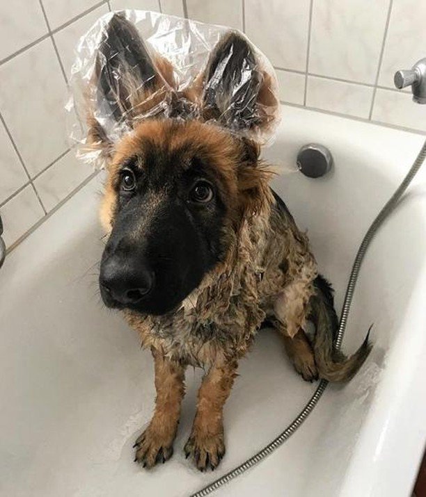 Ma veramente la Domenica è il giorno della doccia? 😓 E io che pensavo che fosse quello dei biscottini 😣
.
.
Credit: <a href="/sherlocks/">Barış Doğan</a>.adventures
.
.
.
#pastoretedesco #germanshepherd #germanshepherdsofinstagram #funnydogs #loveit #bathtime #cane #faccino #i… ift.tt/2OGOF9v