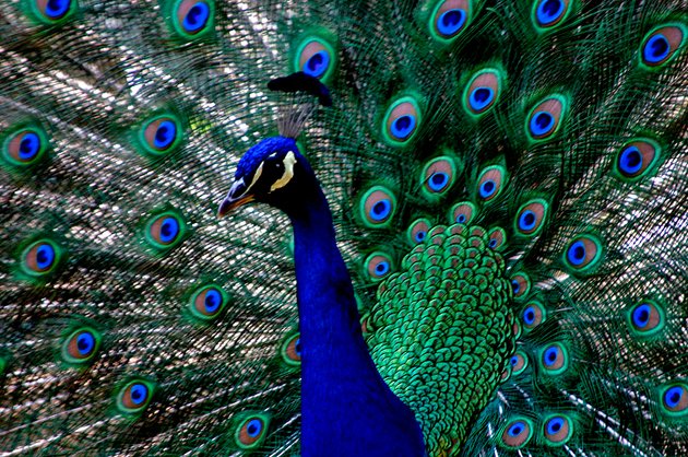 Noreste Administración élite Noticias 24 on Twitter: "En fotos: Las aves más hermosas del mundo -  https://t.co/KEStw4vQ5Z https://t.co/nVsqkOkazD" / Twitter
