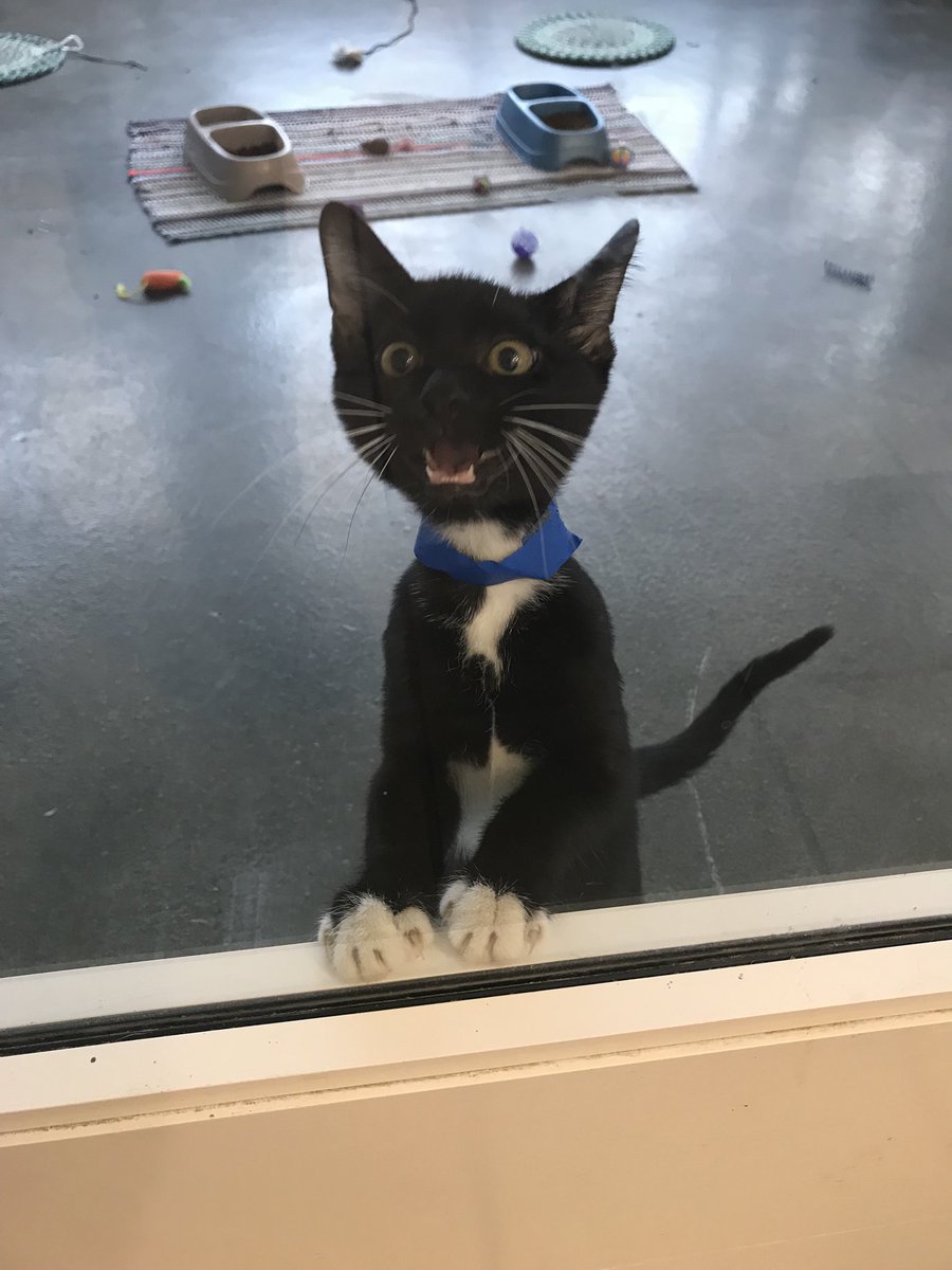 SamIAm42502's tweet photo. hey @twentyonepilots @tylerrjoseph @joshuadun meet my new kitten, Bandito :)) https://t.co/gbkjzsm32x