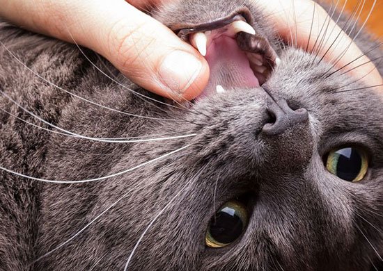 MargaretGates's tweet photo. So, your kitty needs a dental. Find out the basics and how you might be able to avoid them altogether. Great new article from Dr Díaz!
https://t.co/ElIHdcE4YV https://t.co/EaK8LWNukM