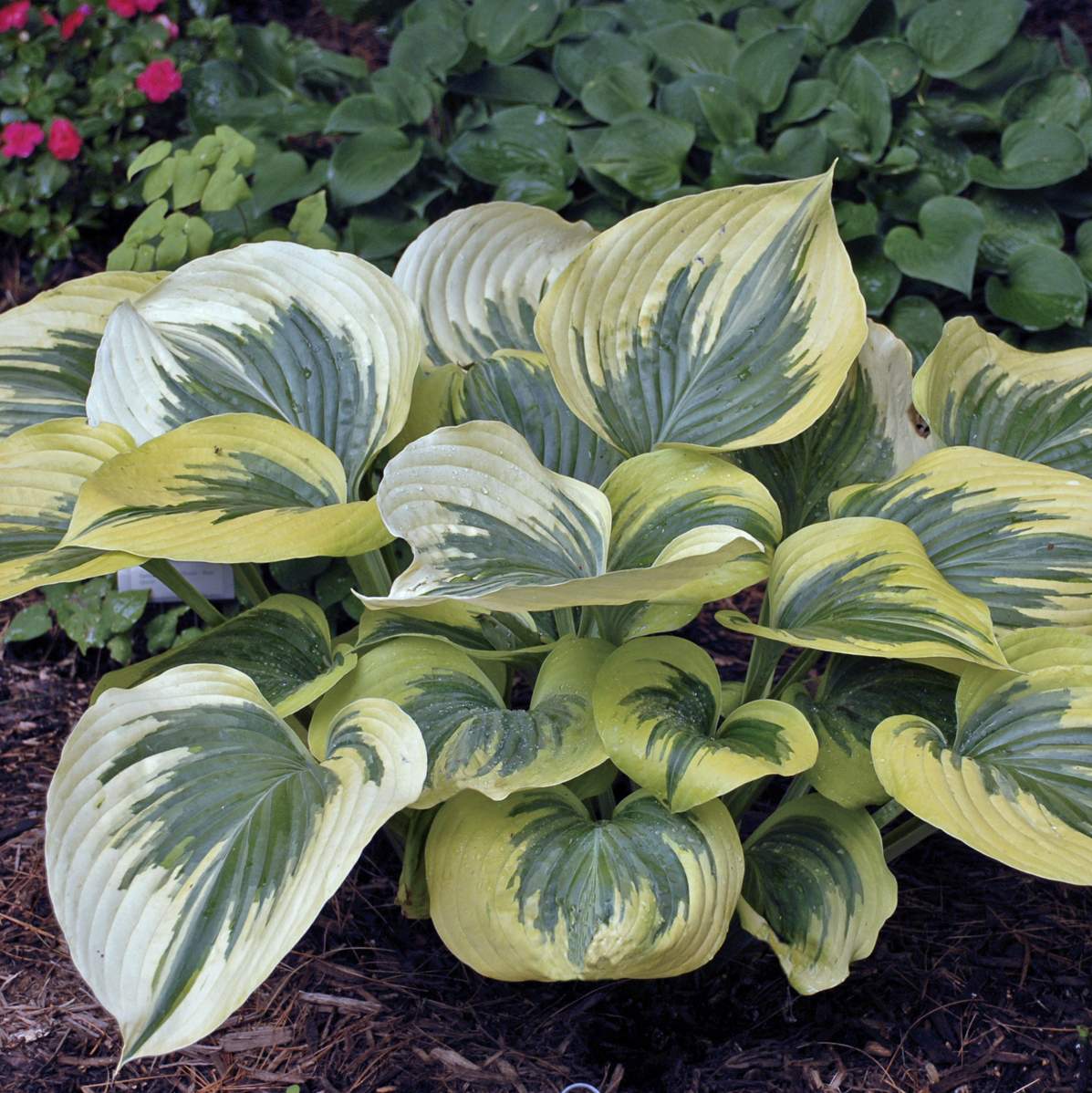 HostasDirect's tweet image. Final Day! 2018 Season Coming to a Close - mailchi.mp/hostasdirect/f…