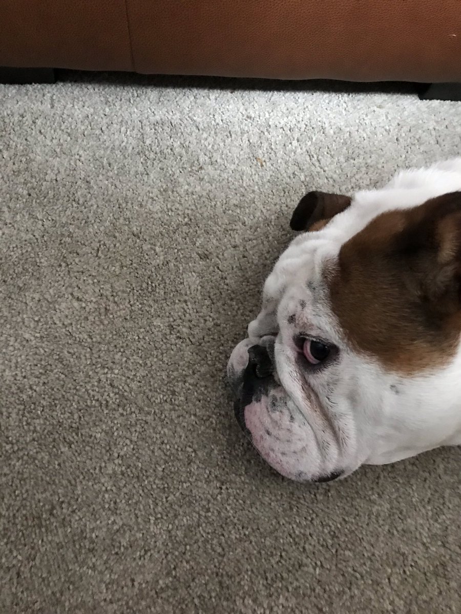 bulldog_harry's tweet photo. What an afternoon! Been to #LittleSwitz on a massive #Bulldog meet up! Had a great time, had some rough play, let a dog wee on me face and even went into the pond! Off to sleep now not in me bed! #HappyHarry #Tired #WoofWoof https://t.co/iBUSsXsG3T