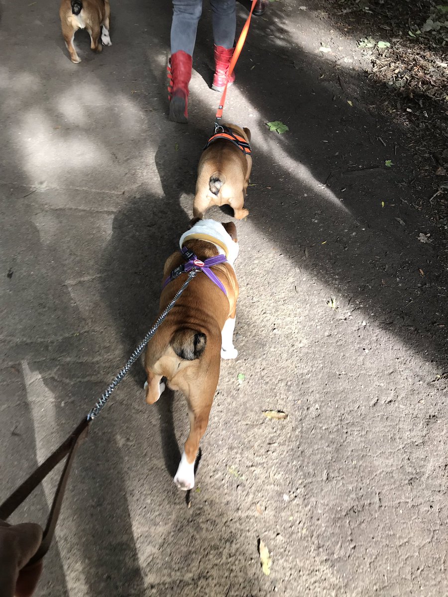 bulldog_harry's tweet photo. What an afternoon! Been to #LittleSwitz on a massive #Bulldog meet up! Had a great time, had some rough play, let a dog wee on me face and even went into the pond! Off to sleep now not in me bed! #HappyHarry #Tired #WoofWoof https://t.co/iBUSsXsG3T