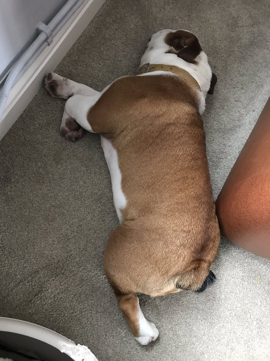 bulldog_harry's tweet photo. What an afternoon! Been to #LittleSwitz on a massive #Bulldog meet up! Had a great time, had some rough play, let a dog wee on me face and even went into the pond! Off to sleep now not in me bed! #HappyHarry #Tired #WoofWoof https://t.co/iBUSsXsG3T