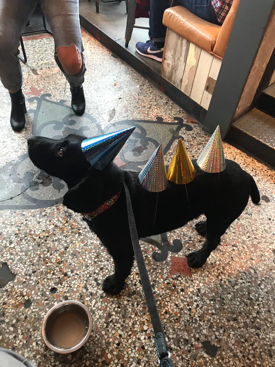 eiggster's tweet image. Today, 3 years ago I hung up my harness and went to live with my new family. @BrewDog threw me a wee party today. After some dogbeer and cake  it was party time! Here is me being Eigg-o-saurus! #tartandogs @polscotdogs