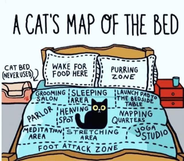 purrboxes's tweet photo. Too true! ππ»
#lifeofacatowner #catboxsunday #ilovemycat #catstagram #catsoftwitter #purrboxes https://t.co/yThjCoPN8Z