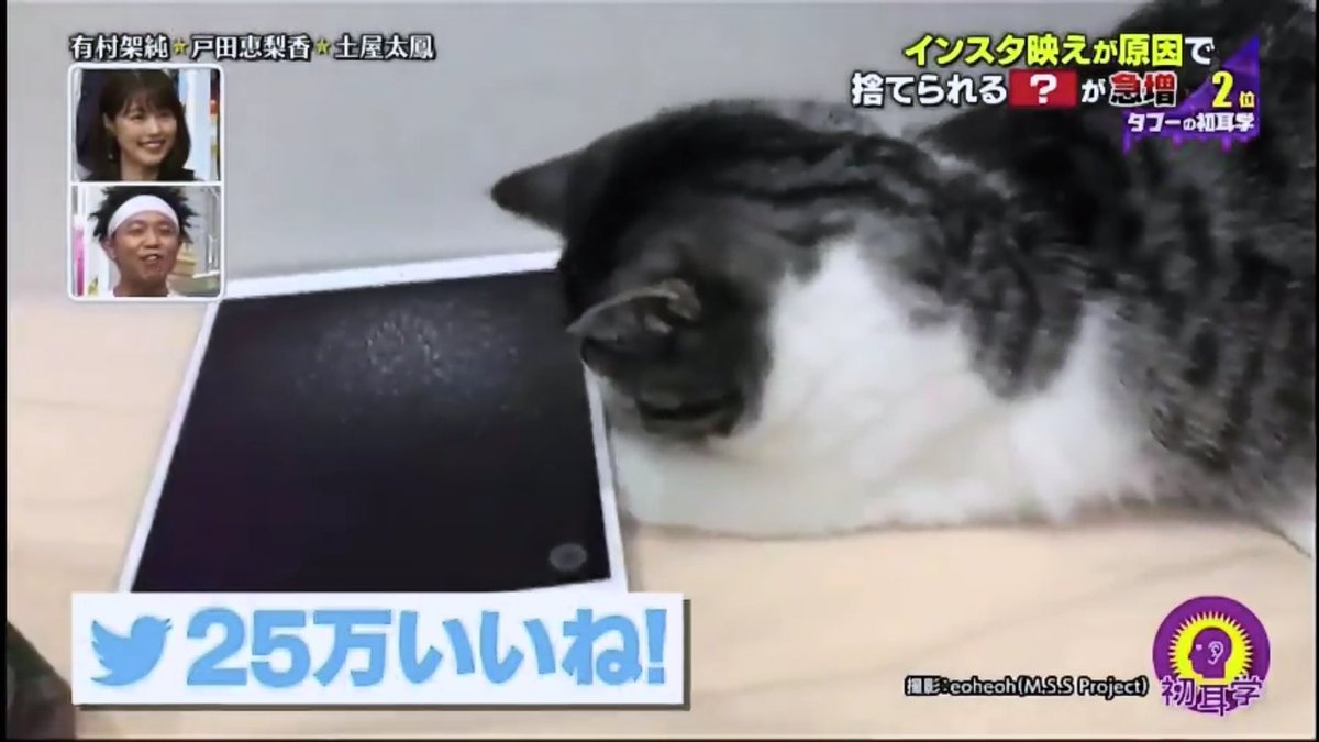 初耳学 黒猫はインスタ映えに向かないという身勝手すぎる理由で捨てる人が続出 当然炎上 2ページ目 Togetter 初耳学 黒猫はインスタ映えに向かないという身勝手すぎる理由で捨てる人が続出 当然炎上 2ページ目 Togetter