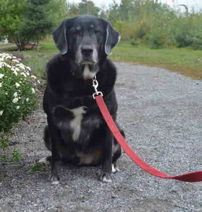 Adopt Me: Meet Max, a friendly Labrador Retriever looking for his new family. #ottnews  bit.ly/2RuAfrL https://t.co/GRXM8db9Ty