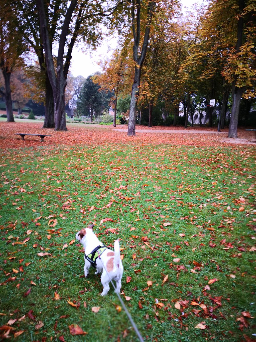 VisitesChartres's tweet photo. Les feuilles mortes se ramassent à la pelle. #kookyto vous souhaite un bel #automne tout en couleurs.
#chartrexperience #chartres #picoftheday #petlovers #DogLover #promenadeenville #parsonrussell #tourismecanin #tourisme28 #nature https://t.co/P3PX62BPHI