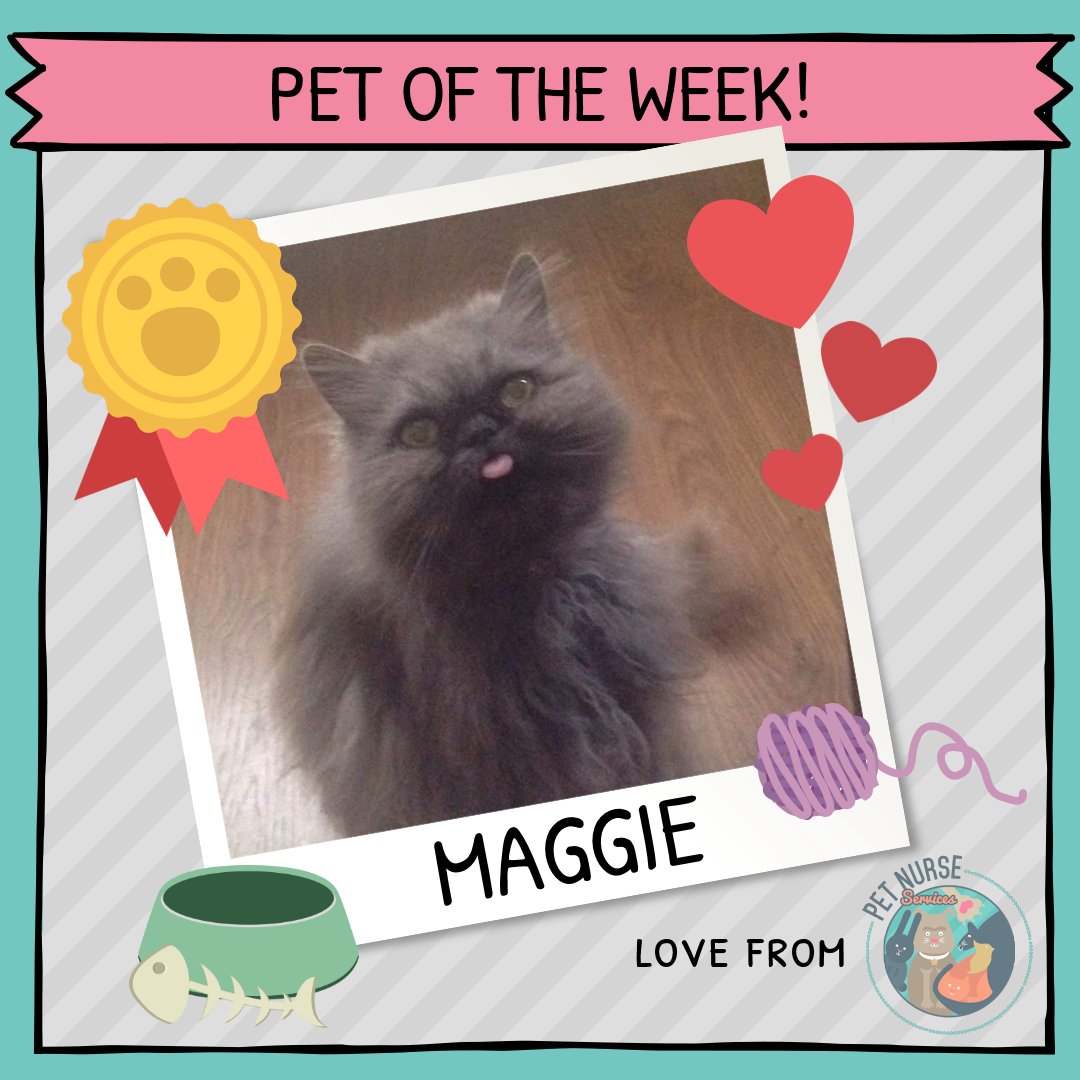 petnurseservice's tweet photo. Hello Maggie! Our gorgeous #PetoftheWeek! 😍
Debbie met the 16 year old #Persian this week for a health check with nail clip, trimmed a few knots and administered her wormer.
See you soon, Maggie! Meow! 😻

#cat #catsoftwitter #kitty #catoftheday #Caturday #catsagram #Sunday https://t.co/jVyBM2pIxR