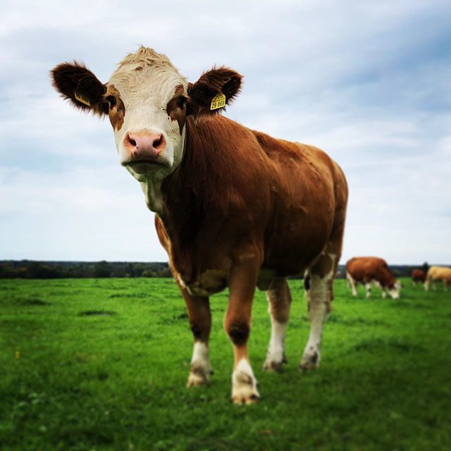 Schweinshaxn's tweet photo. Nach da Wiesn is vor da Wiesn! 💙
💙
💙
💙
#herbst #autumn #instapic #sommer #vacation #peace #ruhe #munichgirl #bayern #bavaria #bayern1 #simihike ##hike #wandern #instahike #cow #kuh #kühe #animals #wiesn #oktoberfest #outofmunich https://t.co/6man8DmDny https://t.co/xzMqVgFXEc
