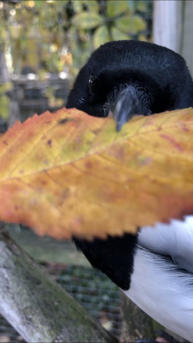 breesophiebree's tweet photo. Autumnal 
More autumnal 
VERY AUTUMNAL https://t.co/YwgJxDrZPB
