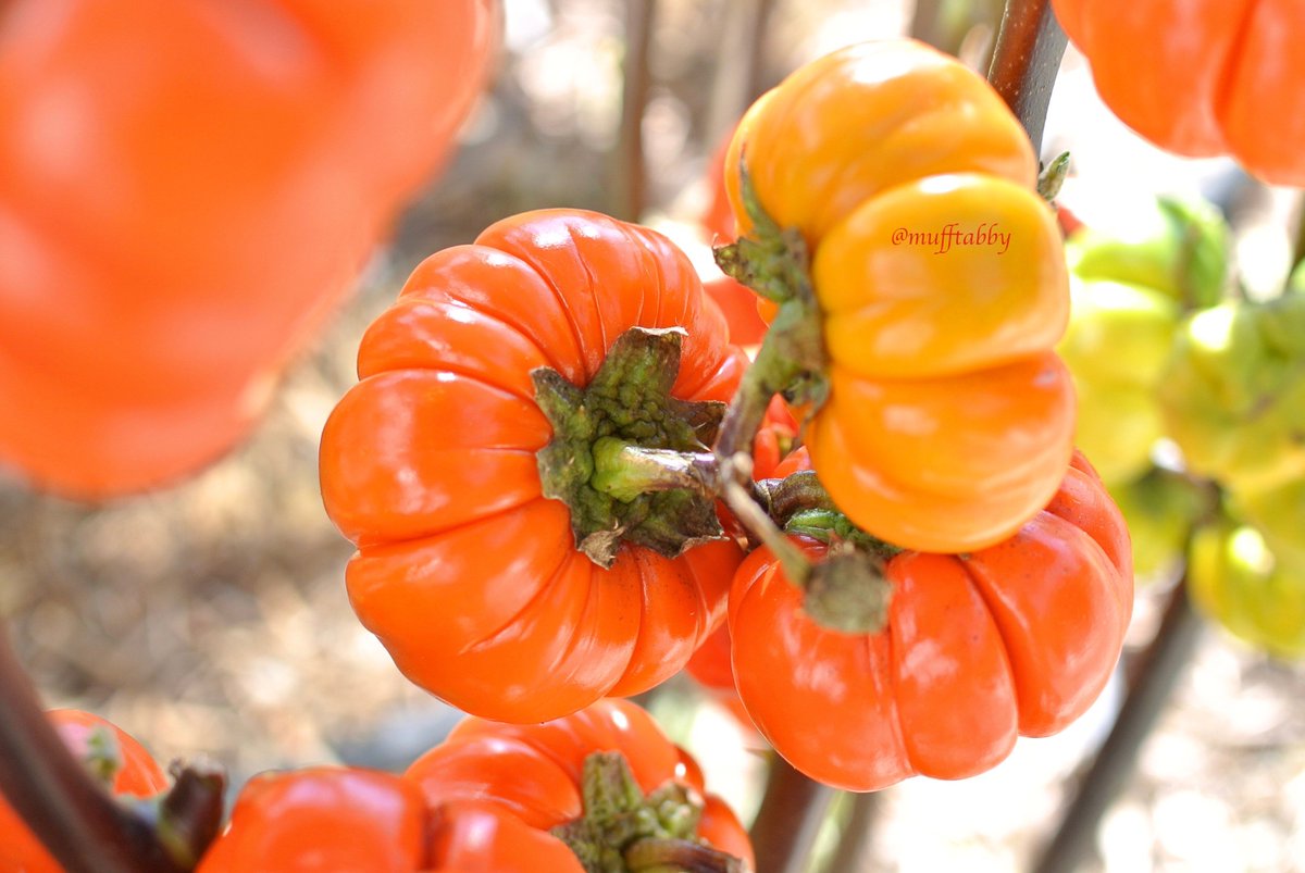 Uzivatel 耳子 Na Twitteru 観賞用ミニかぼちゃには英語で多くの名前があります 一般的には Pumpkin On A Stick 茎についたかぼちゃ 他にも かぼちゃの木 低木のかぼちゃ 観賞用なす ベトナムのなす トマトもどき 日本の金色の眼 O O 中国の緋色のなす など Uzivatel 耳子 Na Twitteru 観賞用ミニかぼちゃには英語で多くの名前があります 一般的には Pumpkin On A Stick 茎についたかぼちゃ 他にも かぼちゃの木 低木のかぼちゃ 観賞用なす ベトナムのなす トマトもどき 日本の金色の眼 O O 中国の緋色のなす など