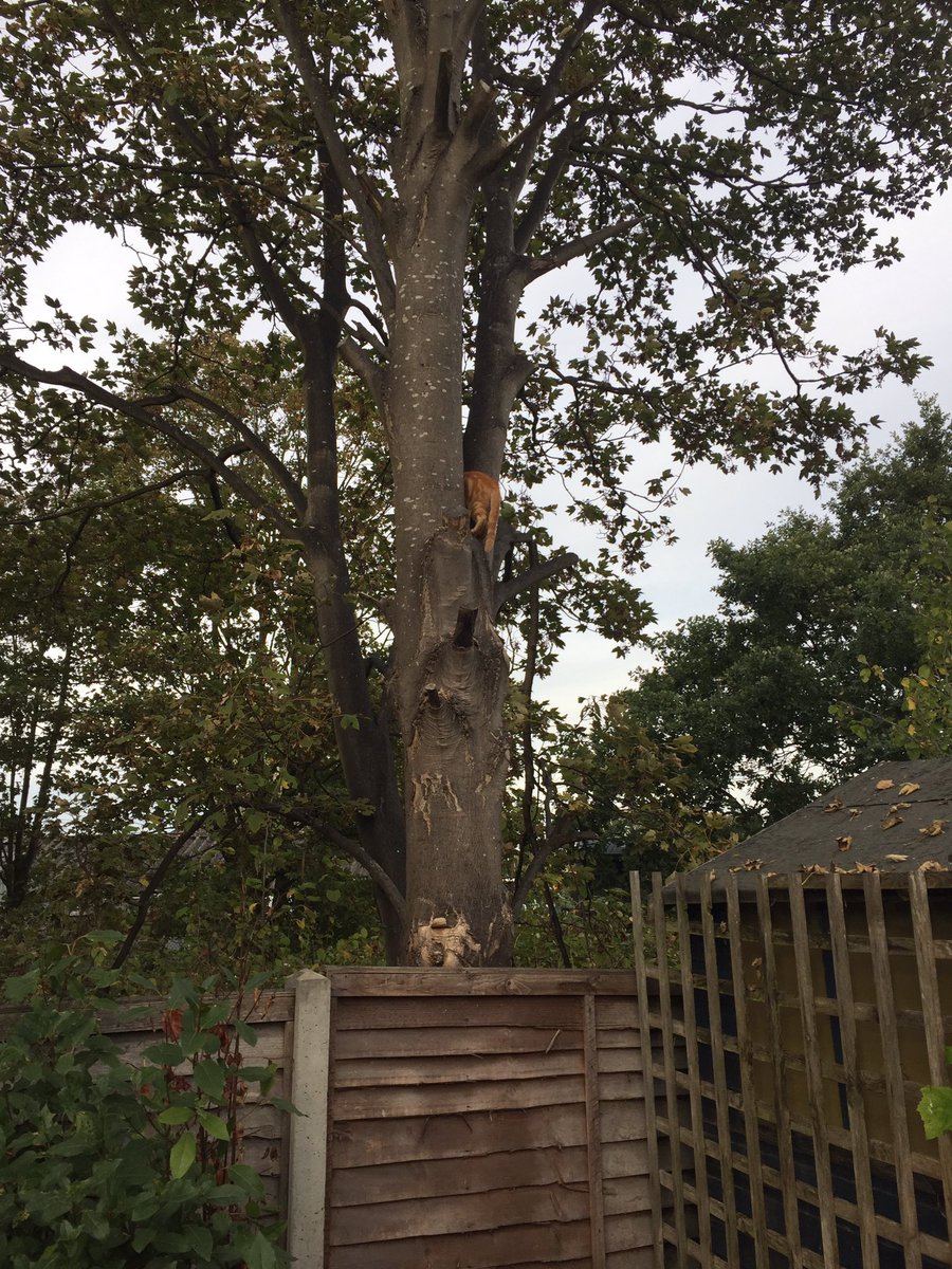 jenwoir76's tweet photo. Literally just shit myself. 5 seconds after this pic he fell out! The terror! He’s ok though just a bit subdued now. #theadventuresofmrfletcherson #treemonkey #parentingfail https://t.co/ZV7ZKqXiAO
