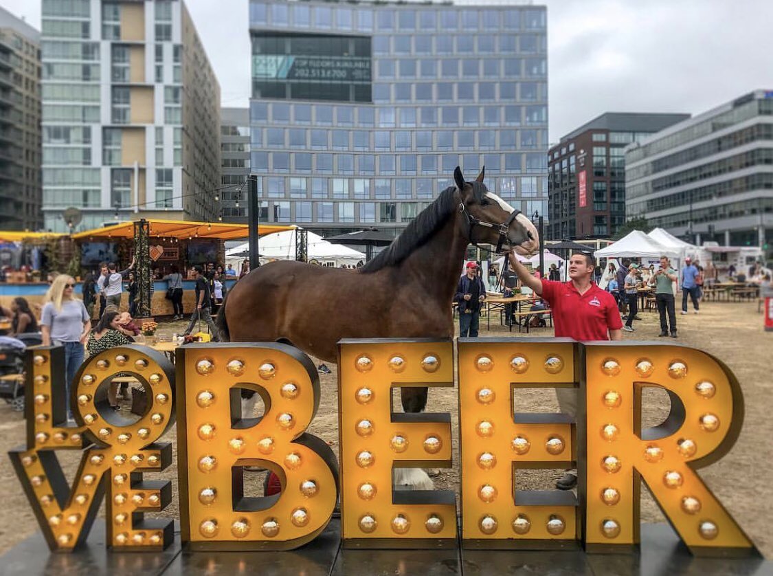 LoveBeerFest18's tweet photo. The @budweiserusa Clydesdales are waiting for you, right now! 🐴 #LoveBeerFest2018 #WashingtonDC 🍻 https://t.co/4v8I8xYVft