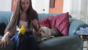 CurieFrance's tweet photo. Je n'ose encore vous dire aussi, 
Tout cet amour qui me ravît, 
Douceur bonheur si douce flamme, 
Que m'ensorcelle si belle femme, 
En ce poème vous donne récit ! https://t.co/6zHVhJWZGK