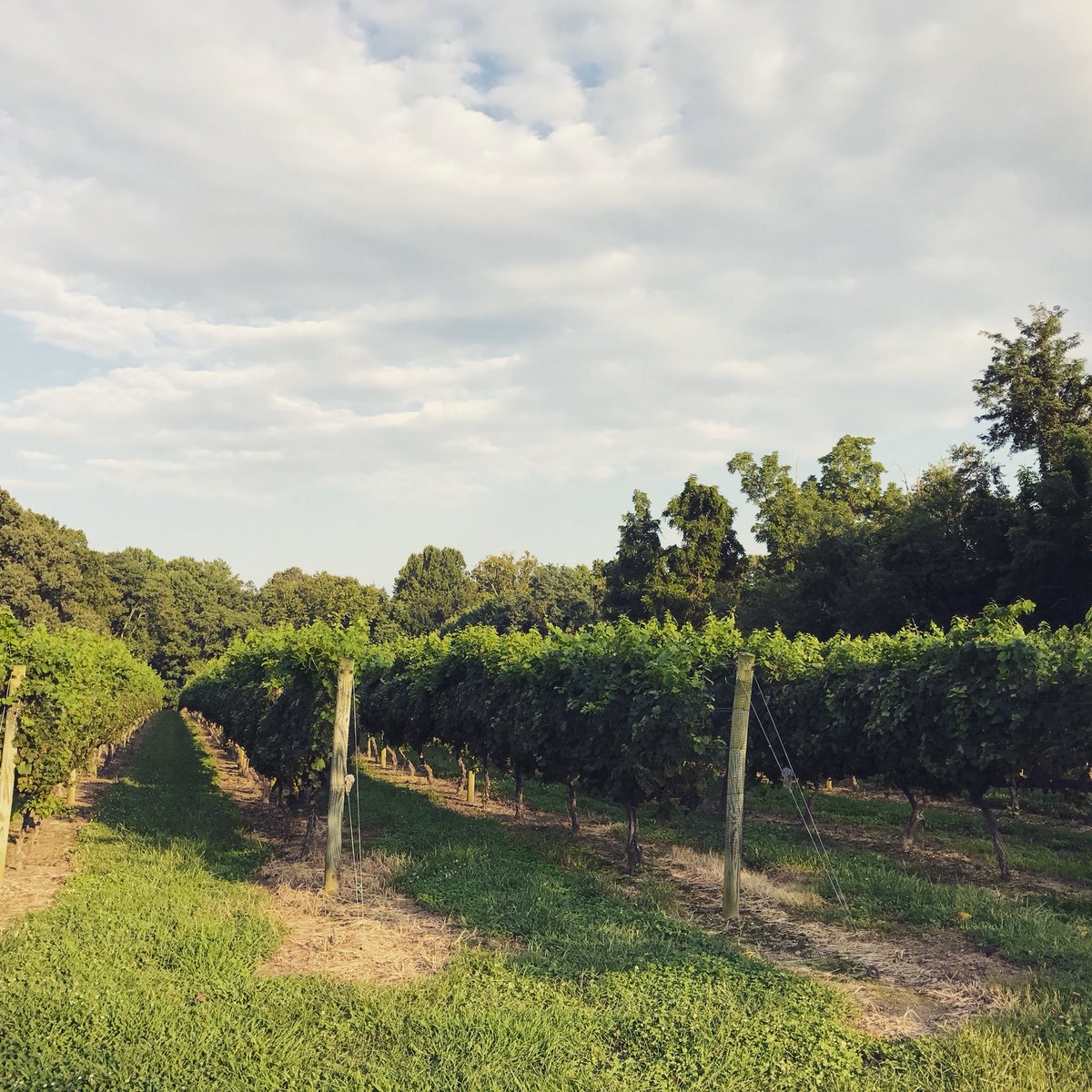 Come spend this beautiful day with us! Perfect day for a picnic in the vineyard. 
.
.
#perigeauxwine #beautifulday #sunshine🌞 #Wine #vineyard #picnic #picnicinthevineyard #vineyardwalk #estategrown #mdfarm #mdag #mdagriculture #mdwine