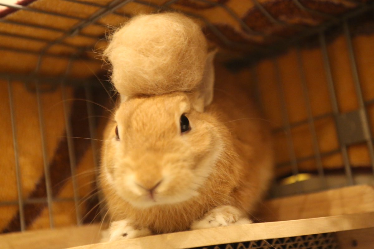 みずき No Twitter つっぱりうさぎのリーゼント 自前の抜け毛カツラ
