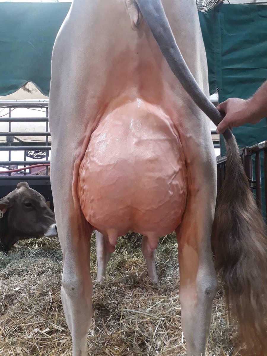 Bradner Genoxboy Hillbilly Hwy
5th SR 2 WDE
Dam: Ja Ka Hillary Hillbilly EX95 
Reserve Grand WDE 2009, 2011