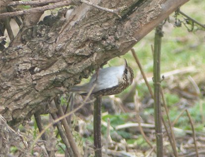 NTFarneIslands's tweet photo. A change in wind today brought with it the first Redwing flocks of Autumn and a real island rarity, a Treecreeper. #migration #autumn #notreeshere #NTNorthCoast @NEE_Naturalist https://t.co/JekC6Uwgyb